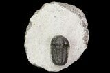 Gerastos Trilobite Fossil - Morocco #69099-2